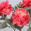 rojo2