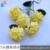 Hortensia de caramelo HN de 5 cabezas, amarilla, sin hojas