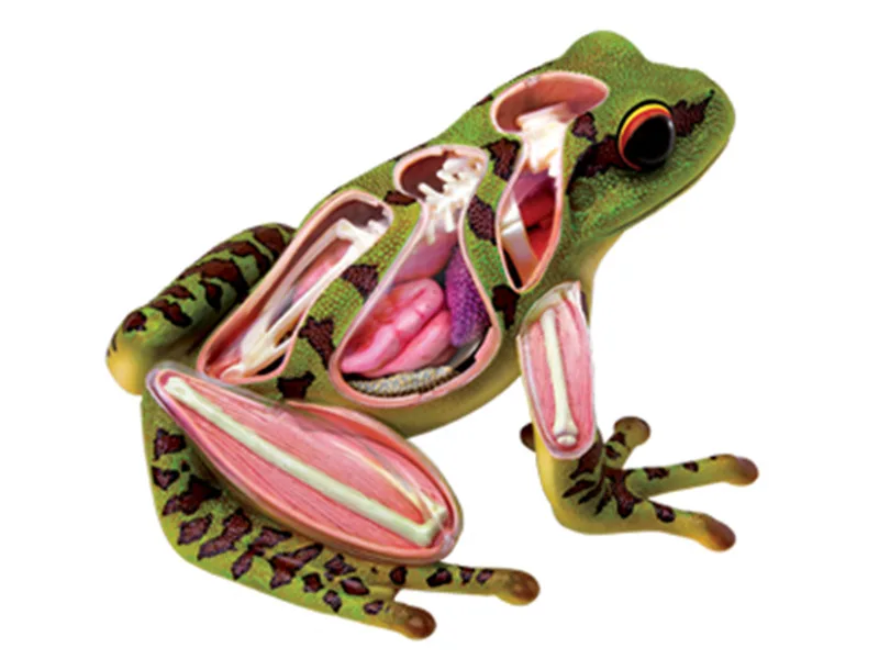 4D Frog Anatomical Model with 31 Parts PVC Skeleton Organ Structure Biology Teaching Resource for Schools