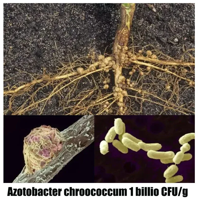 High Efficiency and Non-pollution Azotobacter Chroococcum Moderate Nitrogen  Fixation Bacterial Fertilizer