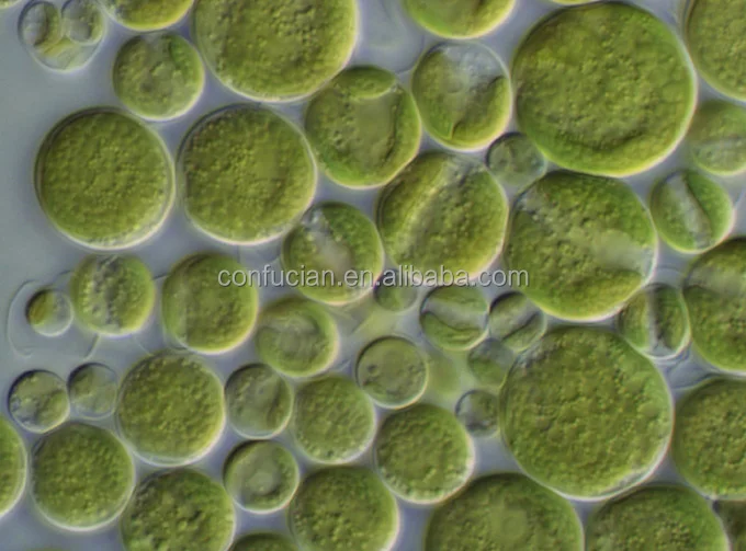 Плеврококк водоросль. Хлорелла и хлорококк. Одноклеточные водоросли хлорококк. Одноклеточная водоросль хлорелла. Одноклеточные водоросли хлорококк.