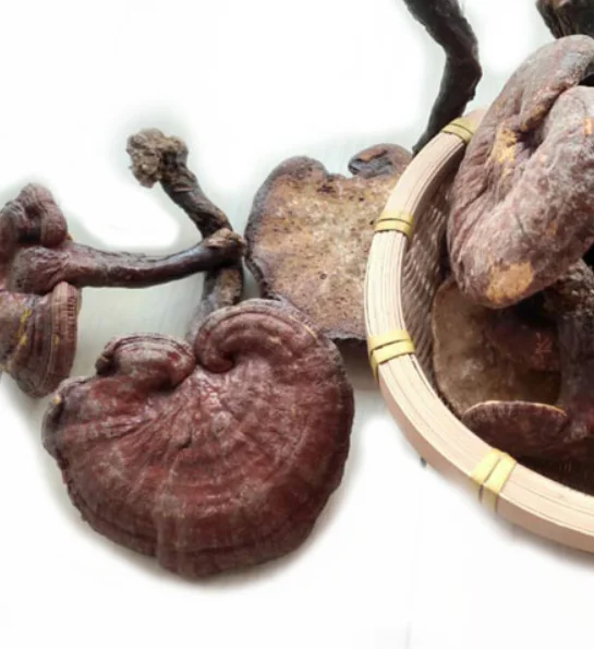 Online Cheap Price Supplement Glossy Ganoderma Gyrophora Fungus Dried Whole Bodies for Sale