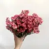Rosa oscuro