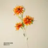Orange single-stem needle cushion chrysanthemum
