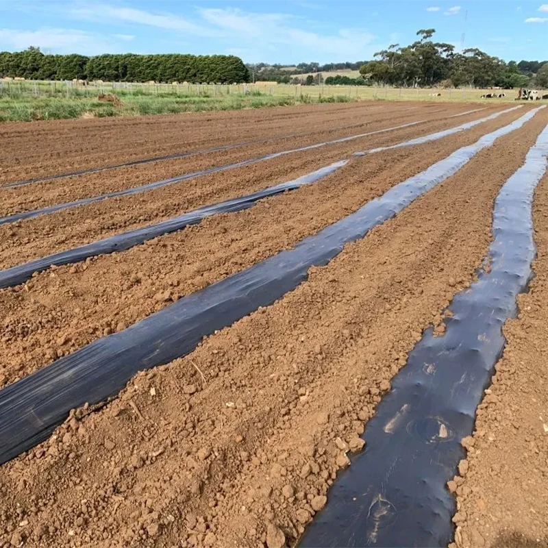 Weed Control Barrier UV Treated Biodegradable Plastic Mulch Layer Perforated Mulch Film Mulching Sheets