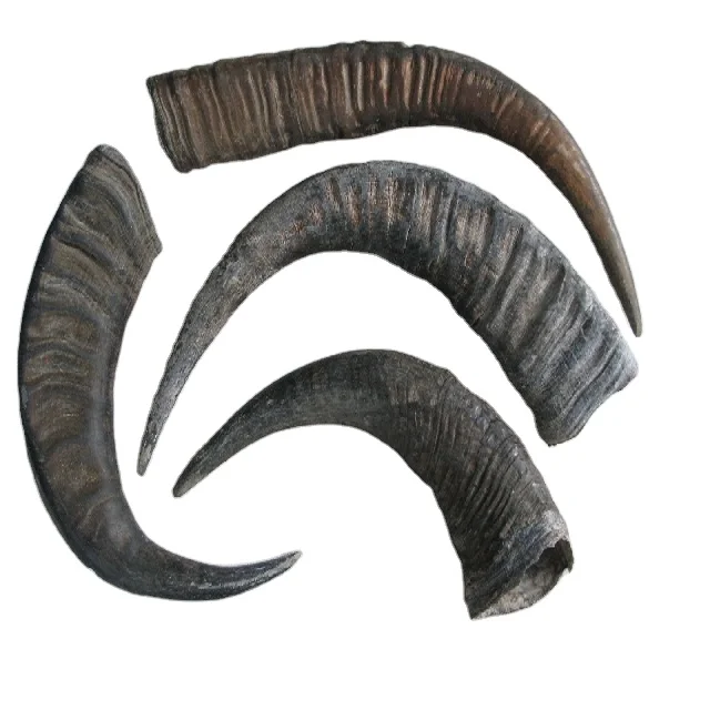 Countryside timeren Alert Raw Buffalo Horn 10cm To 80cms Long For Sale - Buy Water Buffalo Horn,Raw  Cow Horn,Buffalo Horns For Sale Product on Alibaba.com