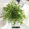 Kombuchi put a bunch of green herbs on a bunch of green leaves