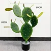 80cm