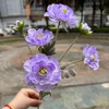 Morado claro