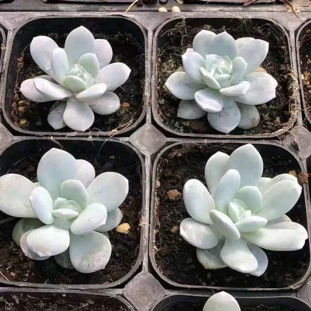 Xs065 Echeveria Laui 7cm活植物韩国多肉植物室内装饰园艺花卉盆景室内植物木本植物 Buy 塑料多汁 园林花卉 韩国多肉植物product On Alibaba Com