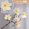 5 flores de magnolia blanca
