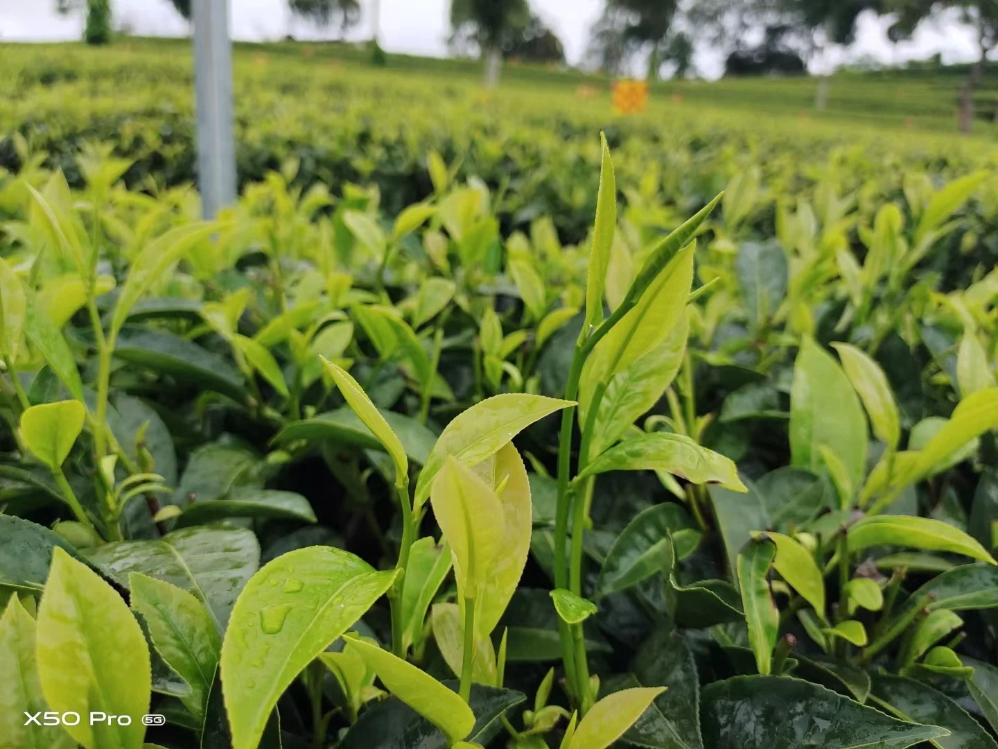 Factory High Quality Organic Loose Leaf Black Tea Shiqian Black Tea