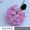 ไฮเดรนเยียดอกใหญ่เดี่ยว (WH, สีชมพู)