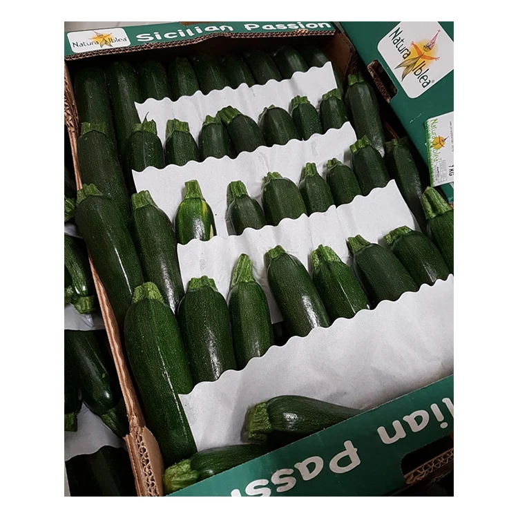 Italian Good Quality Fresh Zucchini Hot Sale Zucchini Organic Vegetable