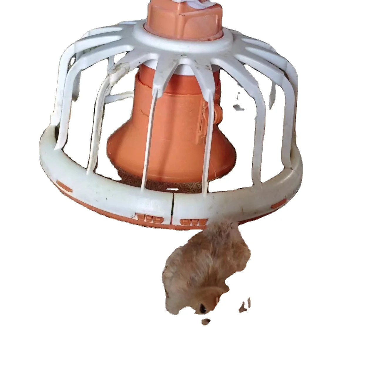 Automatic Poultry Feeding System for Chicken Water Dispensers and Feeders for Chicken Farms