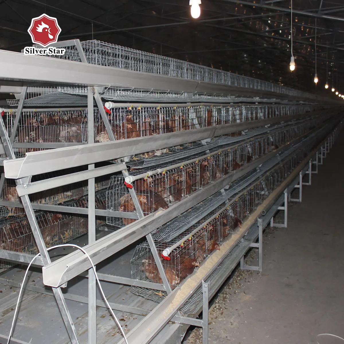 Layer Chicken Coop Design for Modern Uganda Farms