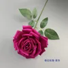 Rose frisée - Violet