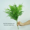 Asparagus