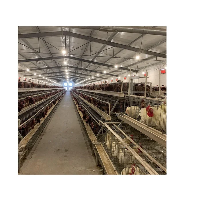 Semi Automatization a Type Automatic Fully Baby Chicken Cage for Sudan Farms
