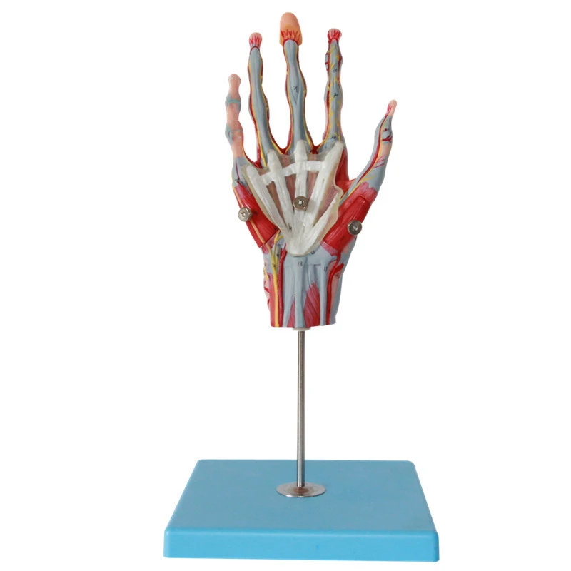 Human Palm Anatomy Model Hand Anatomy With Neurovascular Model 42 Parts Indicator Buy Human
