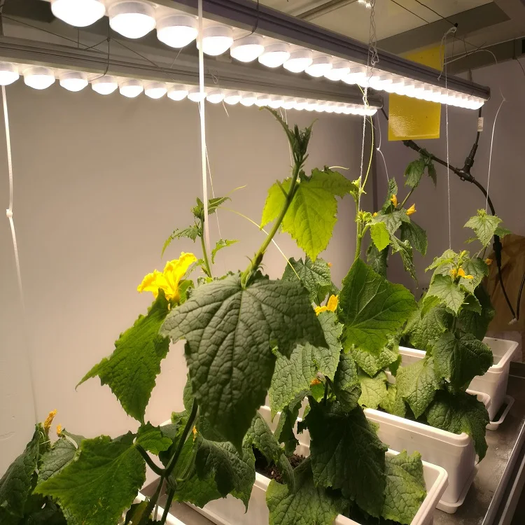 Factory Smart Farm Container Greenhouse Growing Shipping Container Farm Mushroom Grow Room