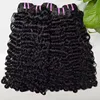 burmese curly