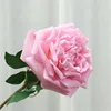 Rosa-viola