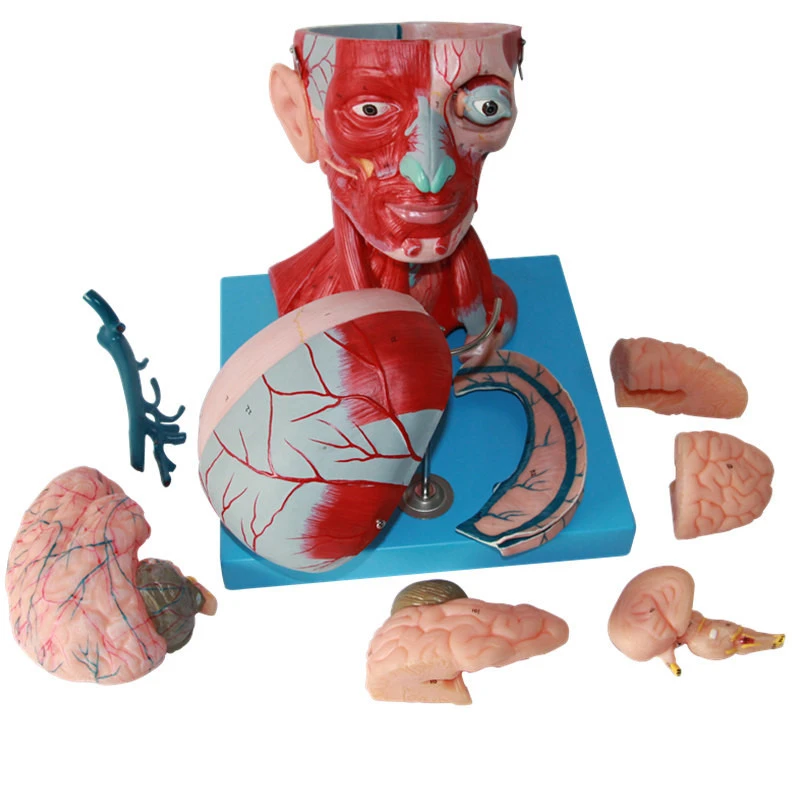 Модель кровеносных сосудов и мозга Sciedu головы шеи модель анатомии лица из ПВХ