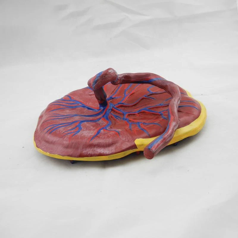 Anatomical Model Placenta and Umbilical Cord Infant Placenta Model with Umbilical Cord for Nursing Training