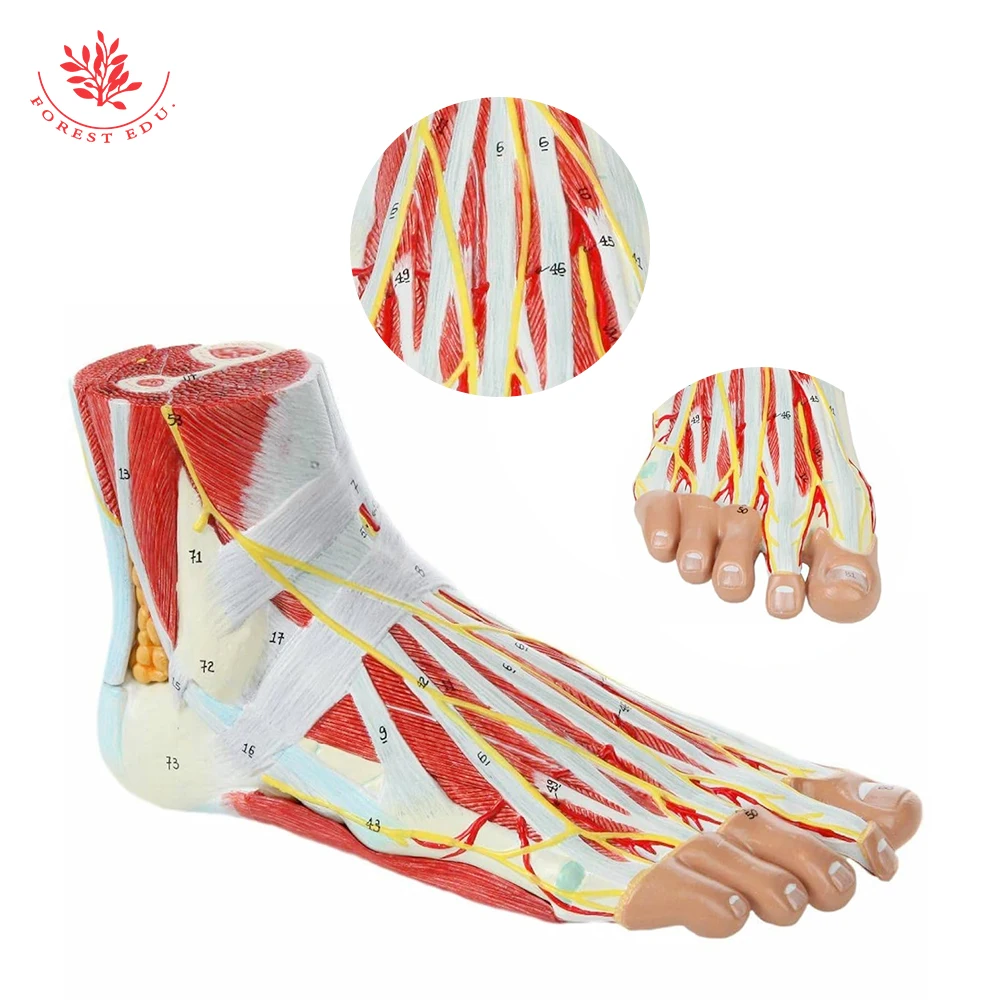 Medical Human Foot Anatomy Model Foot Joint With Muscle Nerve Vascular ...