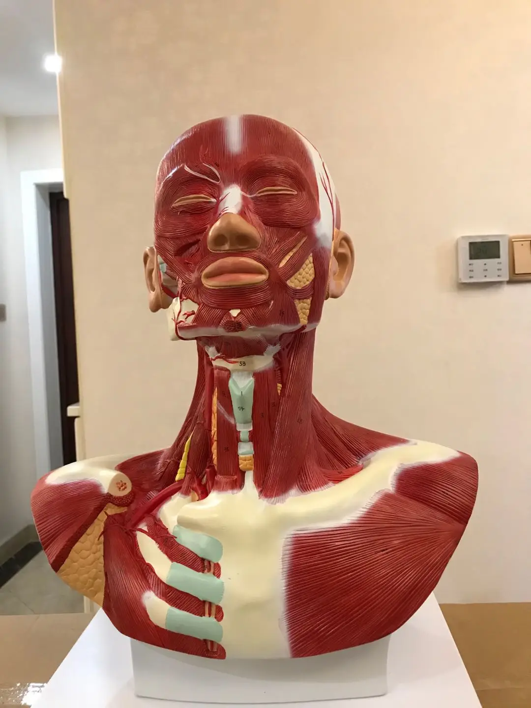 人体头部, image size:1080x1440