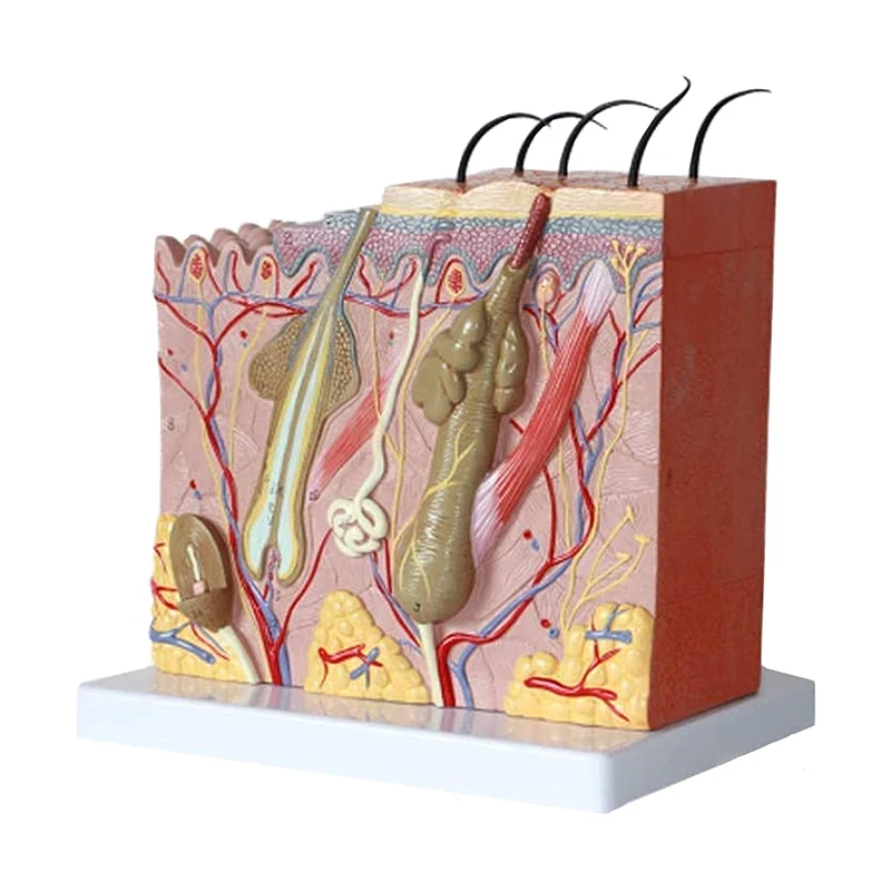 Medical Anatomy Human Skin Model For Science Classroom Study Display 