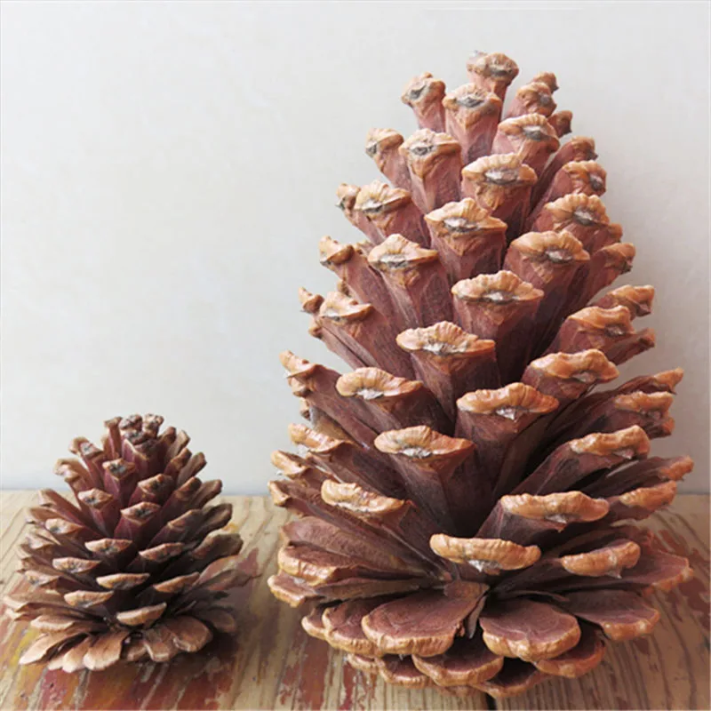 Großhandel Natürliche Getrocknete Amerikanische Große Tannenzapfen Riesenzapfen Für Bastelarbeiten Diy Mini Weihnachtsdekoration Weiße Tannenzapfen Zum Verkauf