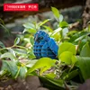 นกจับแมลงสีฟ้าทองแดง sl-e002