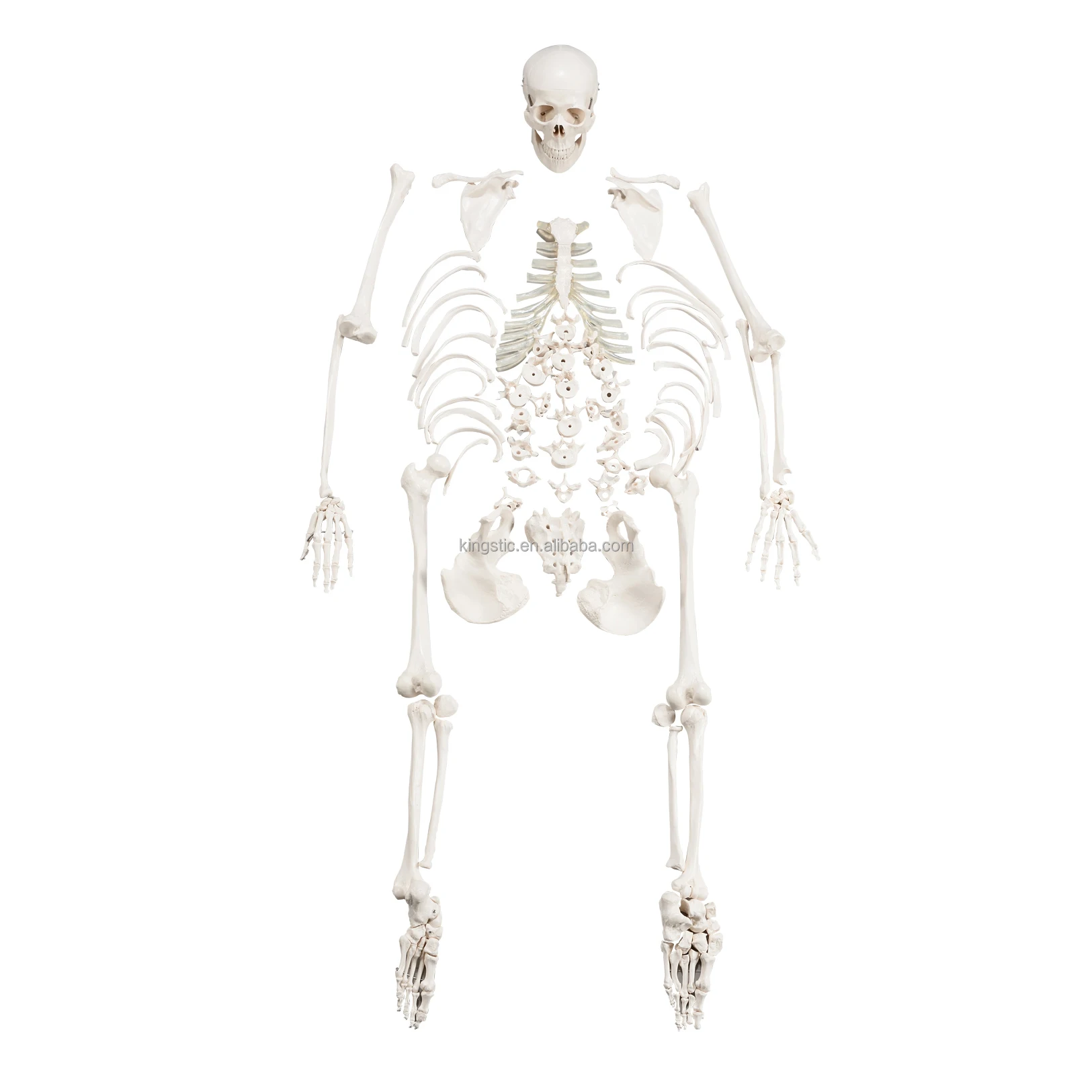 Cbm-001h Human Half Disarticulated Skeleton Model,Artificial Anatomy ...