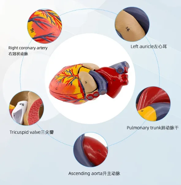 Anatomical Human Heart Anatomy Models Medical Science Viscera Teaching ...