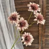 6-headed dahlia