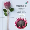 Single stem of Queen of the Night (Rose Red)