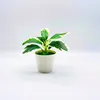 Pequeña planta en maceta con hojas de borde blanco.