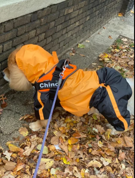 图片[6]-raincoat manufacturers dog rain coat - jinjiaraincoats-jinjiaraincoats