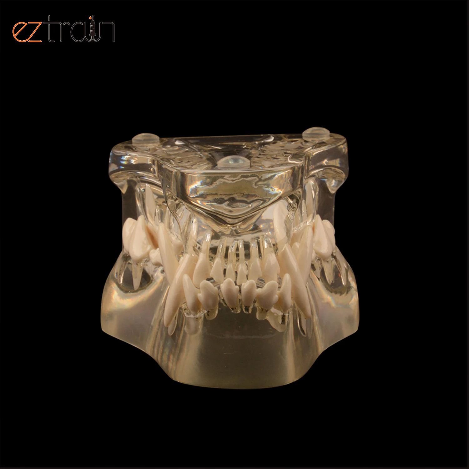 Собачья Стоматологическая модель зубного ряда для собак зубов прозрачная челюсть ветеринарная