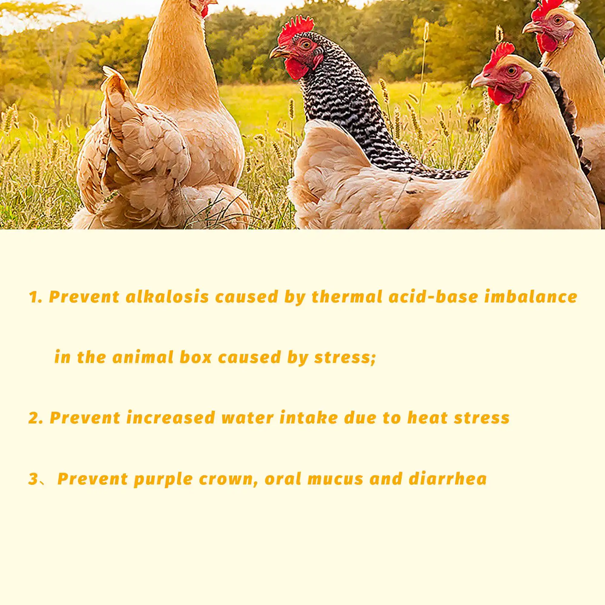 Broiler Chicken Premixed Feed Grows Fast,Strong And Well,With Low Cost