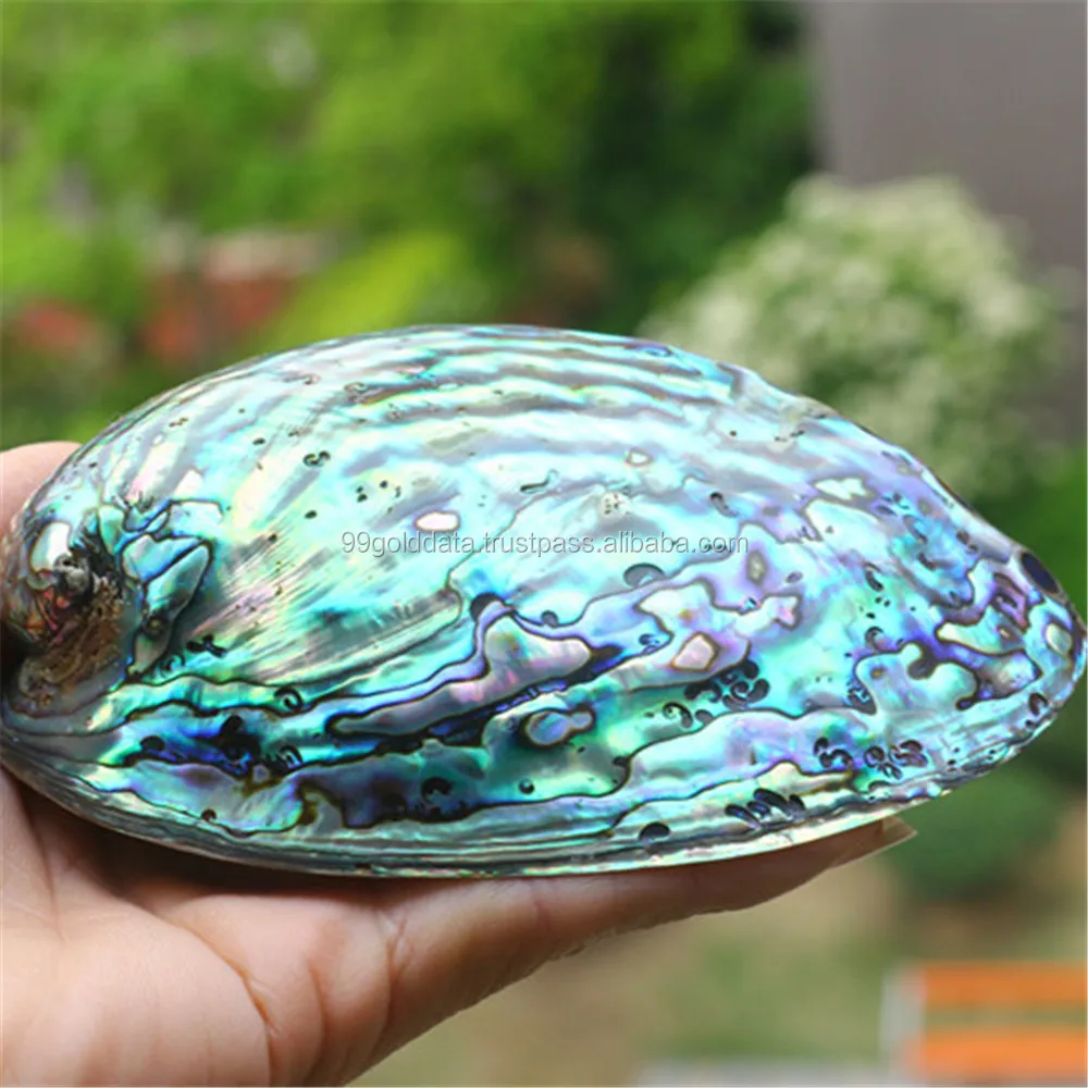 Hot Selling Natural Abalone Shell for Decoration - Blue, White New Zealand Abalone-Vietnam Natural Seashell +84 587 176 063