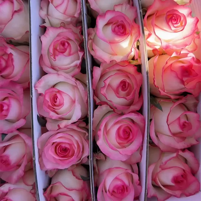 long stem Aisha fresh cut flowers colorful rose from Kunming city Dounan flowers market