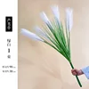 Blanco - [manguera de 5 cabezas] 1 manojo de cañas