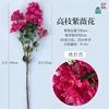 High-branched crape myrtle flowers JC rose red