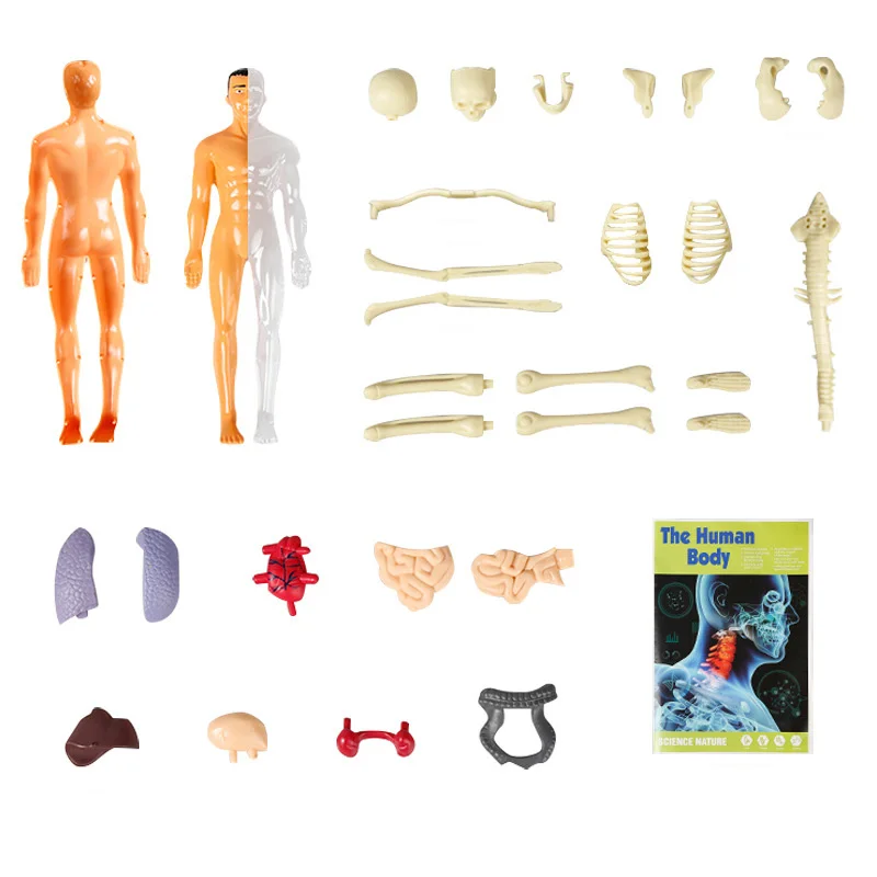 How 3D Skeleton Models Improve Accuracy in Anatomy Classes