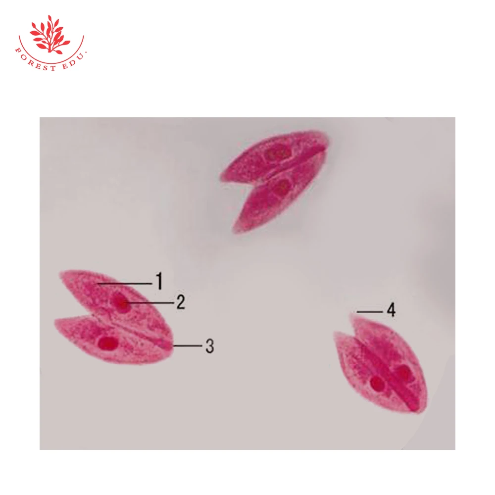Microscope Slides Protozoa Parasitic Prepared Slides Paramecium Caudatum Microscope Prepared Slides