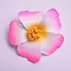 Bordo rosa