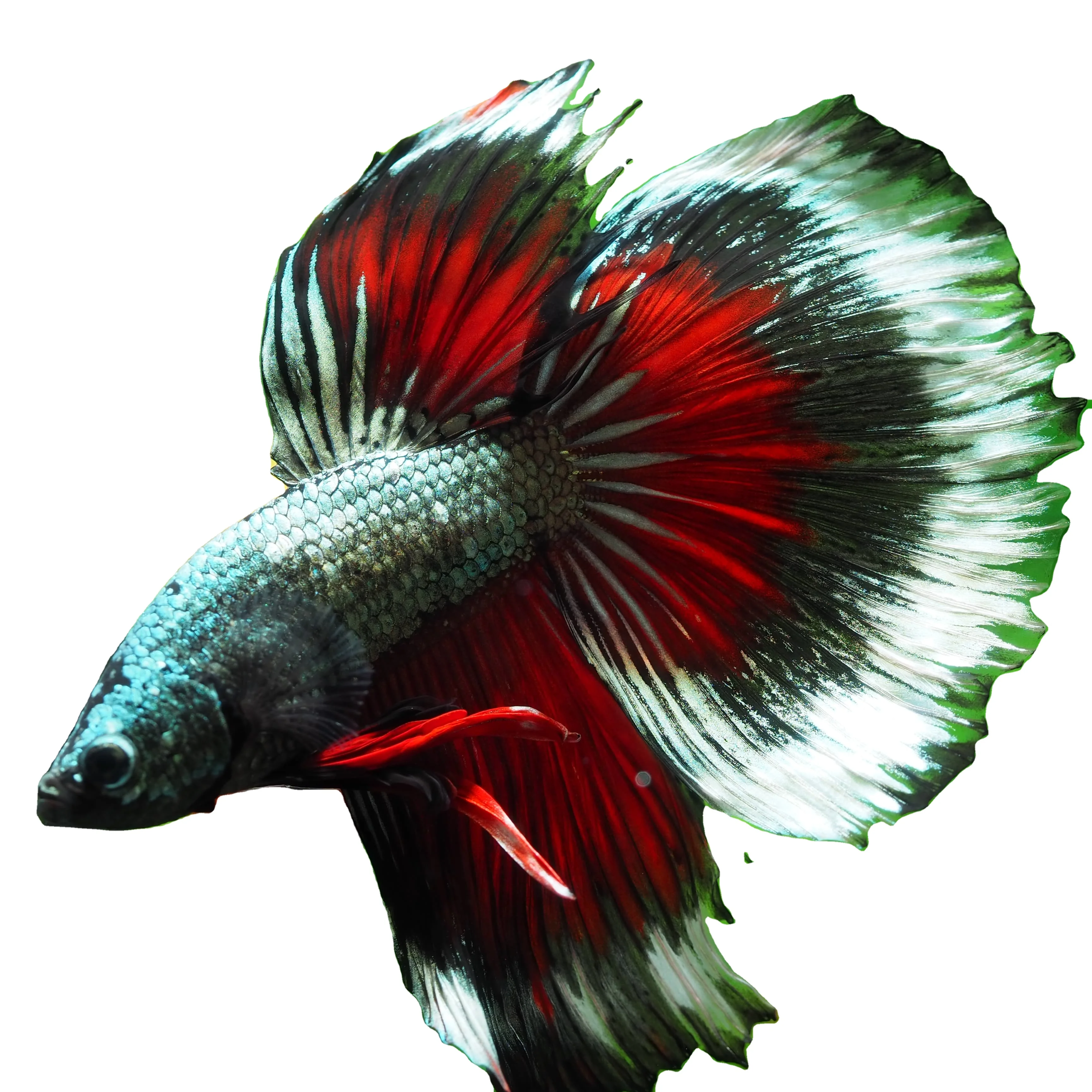 Halfmoon Copper Fancy Multicolor Thailand Betta Fish Premium Quality Plakat Siamese Fighting Fish Ornamental Aquariums Buy Thailand Betta Fish Betta Fish Live Halfmoon Thailand Product On Alibaba Com